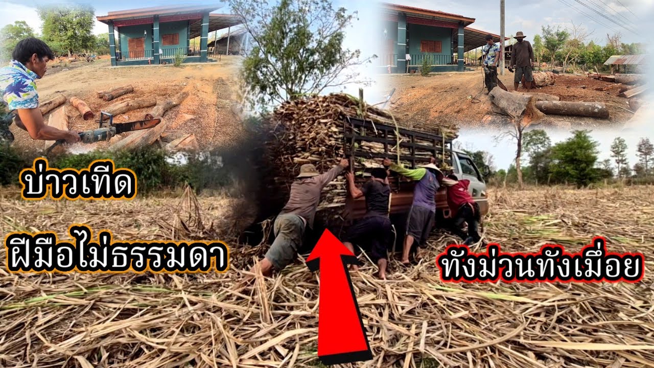 #บ่าวเทีด‼️ #ผัวสาวใบ ทดลองฝีมือไม่ธรรมดา ทังม่วนทังเมึ่อย #บ่าวน้อยสาวแหล่ 27 กุมภาพันธ์ ค.ศ. 2026