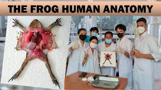 The Frog Human Anatomy Frog Anatomy Internal Anatomy