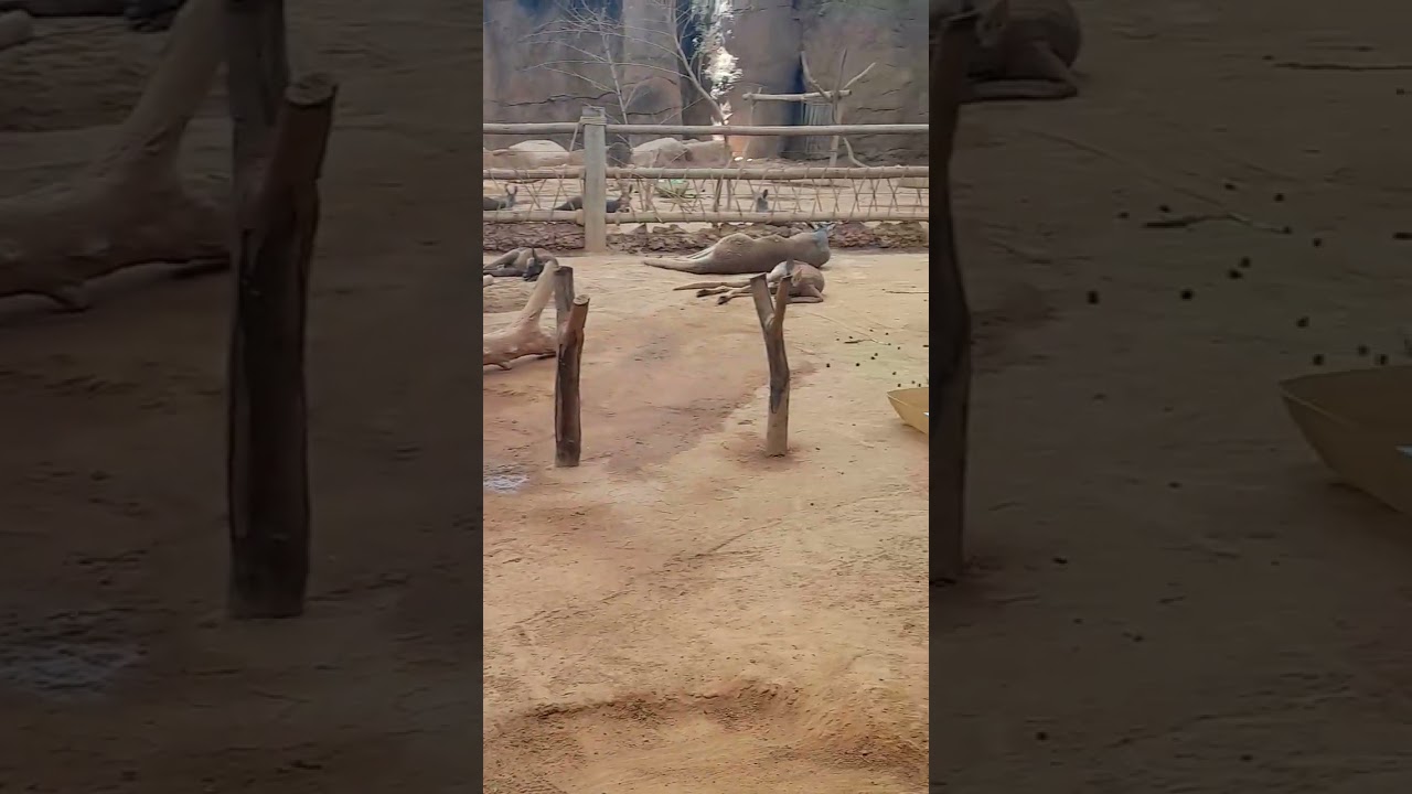 Gangurus preguiçosos.,tudo dormindo kkkķķkkkk