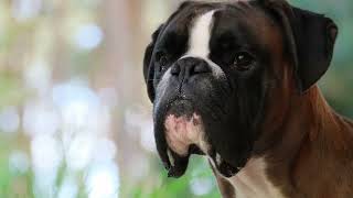 Boxer
