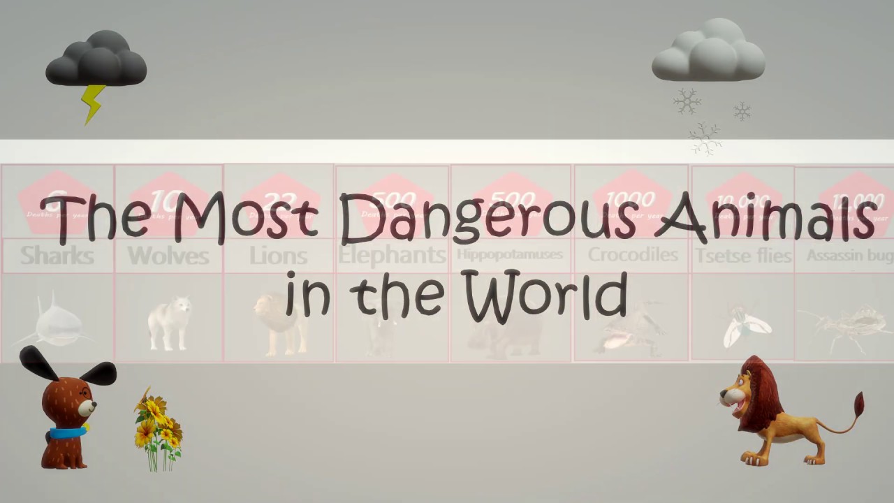 Comparison: The Most Dangerous Animals in the World