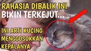 INI ARTI KUCING MENGGOSOKKAN KEPALANYA KE PEMILIKNYA - Catatan Karomah