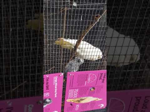 Different kinds of parrots (roturua NZ