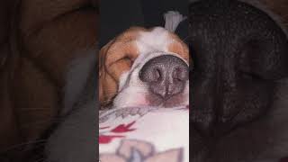 Acha faisala#dogshorts #dog #doglife #fire #viral #cute #travel #viralvideo #dogsworld #cute #doggie