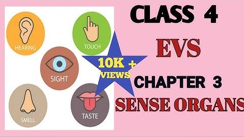 Class 4 | EVS | SENSE ORGANS | CHAPTER - 3 | Supriya Rai