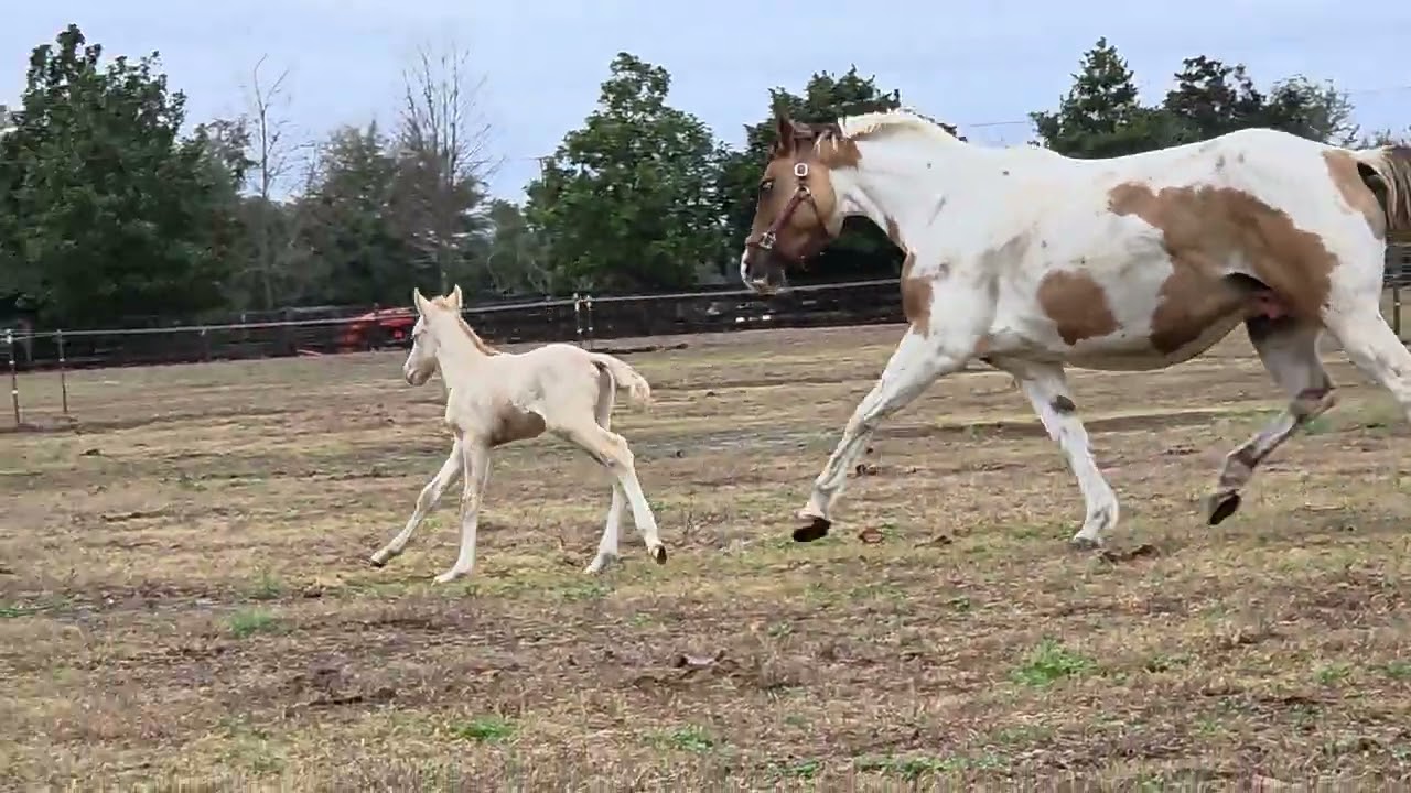 Baby's first turn out. Figuring out how those legs work!