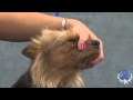 Hand-Stripping the Australian Terrier Part 2 の動画、YouTube動画。