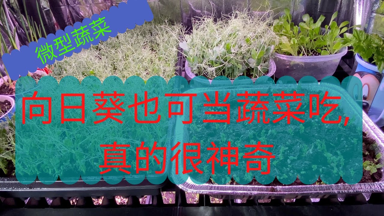 向日葵也可当蔬菜吃 真的很神奇 微型蔬菜 最健康最有营养的种植方法 Youtube