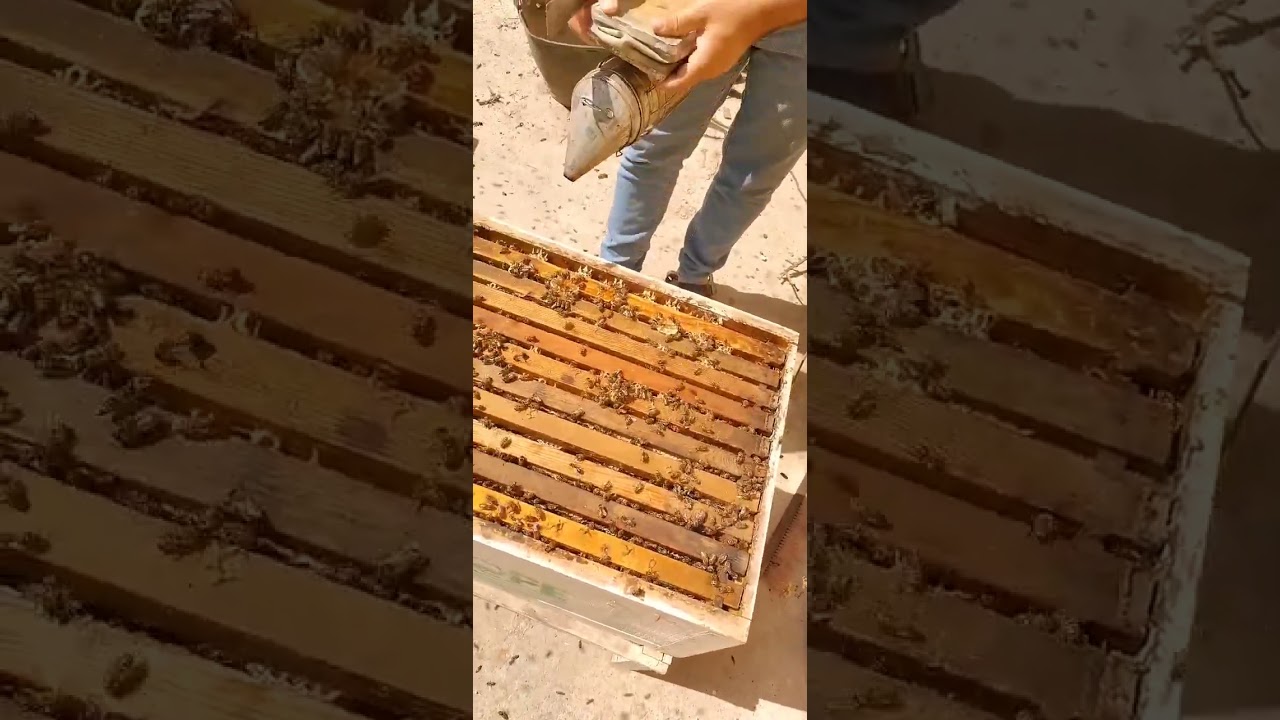 #كارنيكا #العسل قطاف جميل 🍯🍯🍯🐝🐝🐝🐝