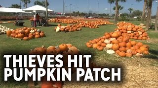 Pumpkin patch hit by thieves