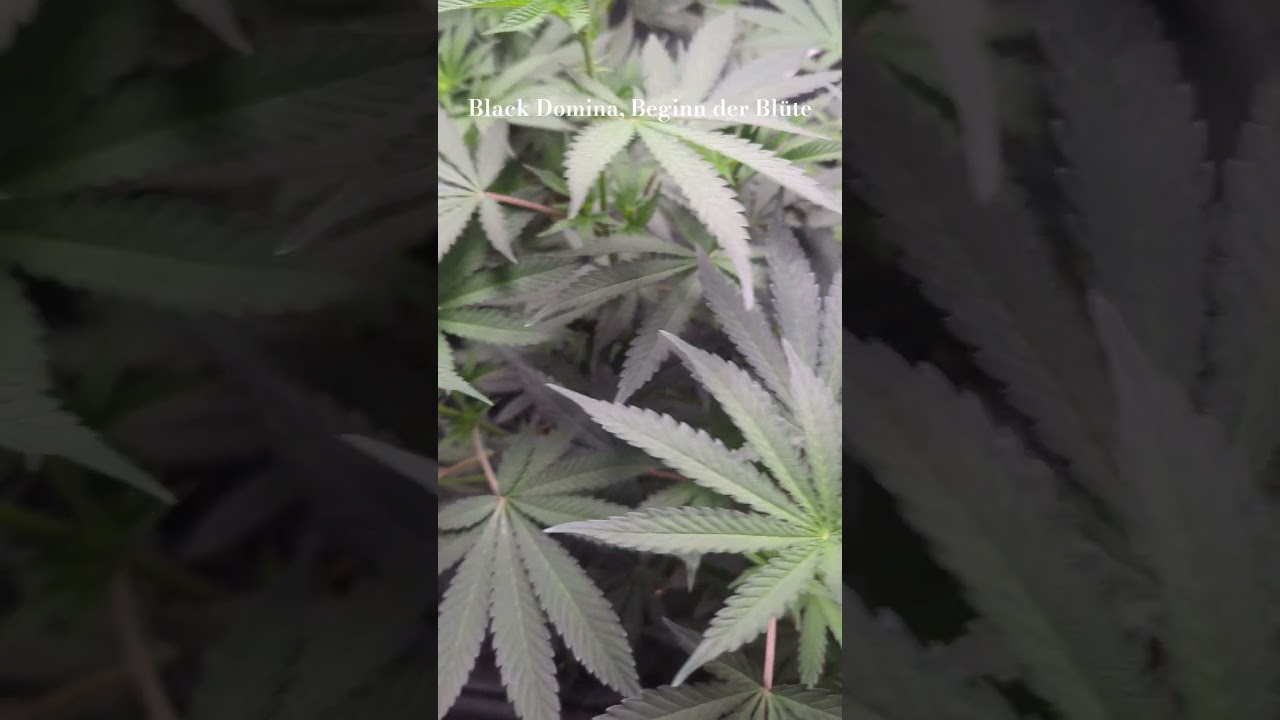 Growing - Black Domina, First week of bloom 