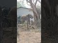 Gajaraj