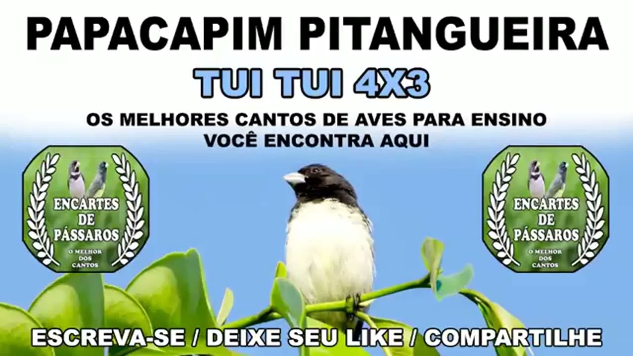 #papacapim PITANGUEIRA  -- TUI TUI 4X1