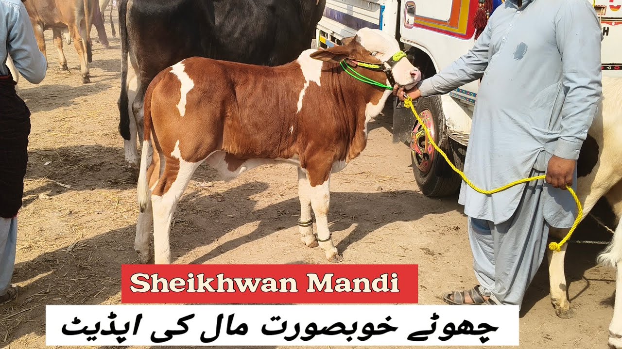 Sheikhwan Mandi Choty Khubsorat Mall Ki Update  | @MandiBoy8080 | Zeeshan khan 