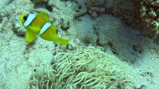Агрессивный клоун, неоновые рыбки #leatheranemone #кожистаяактиния #anemonenfisch