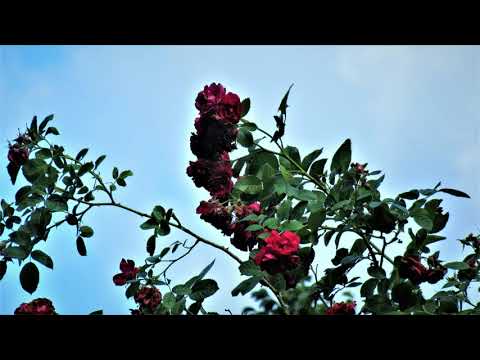 Sarkandaiļa roze auga.