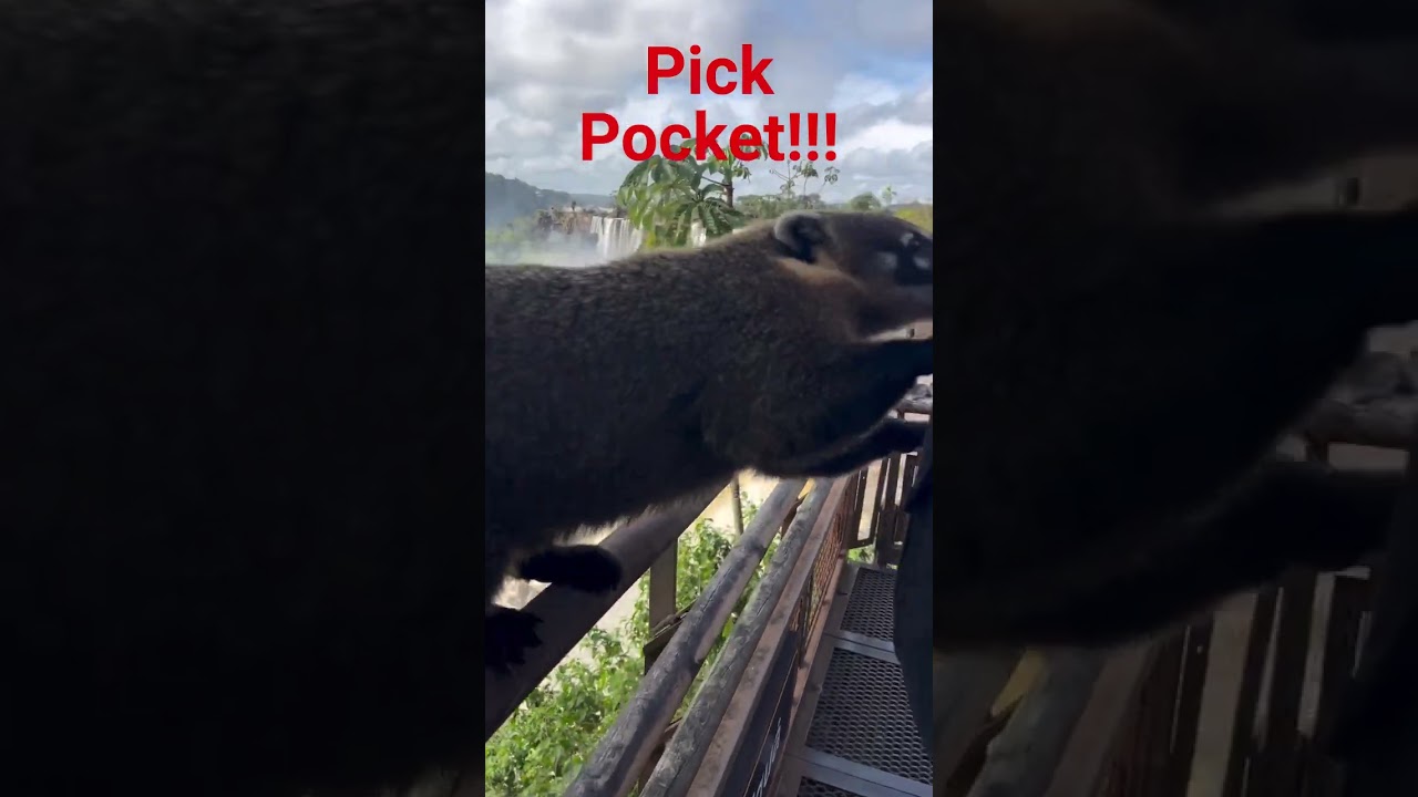 Caught on Camera: Sneaky Animal Thief!