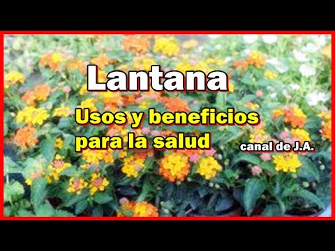 Video: Resolución de problemas de enfermedades de las plantas de Lantana - Consejos para tratar enfermedades en Lantana