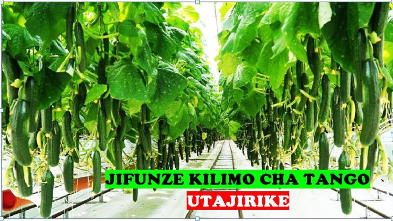 MAFUNZO YA KILIMO CHA TANGO NDANI YA KITALU NYUMBA