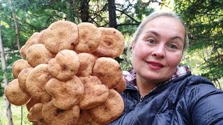 Favorite autumn MUSHROOM MUSHROOMS grow at every turn. Collection of honey mushrooms in the Tomsk