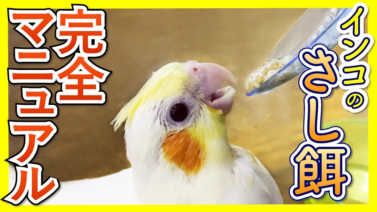 Ultimate Guide] Hand-Feeding Parrots: A Complete Manual (Budgies