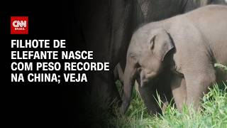 Vídeo: Elefante-asiático nasce com peso recorde na China | CNN BRASIL