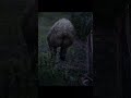 Red Dead Online - Blind Hunter vs Bear    #rdo #rdro #montage