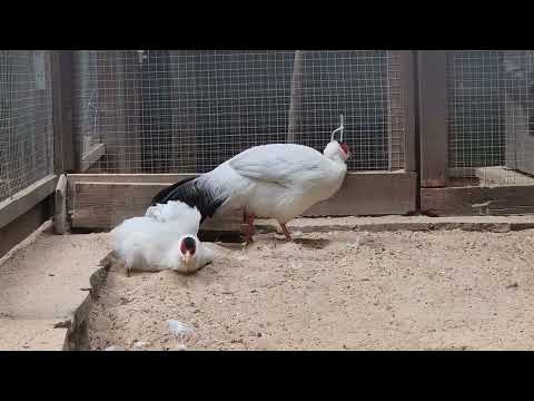 A pair of White-eared pheasants