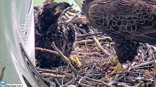 May 16, Lucky Bald Eagle Camera Live Stream - Cam 2 - USS nest with Monongahela River in background