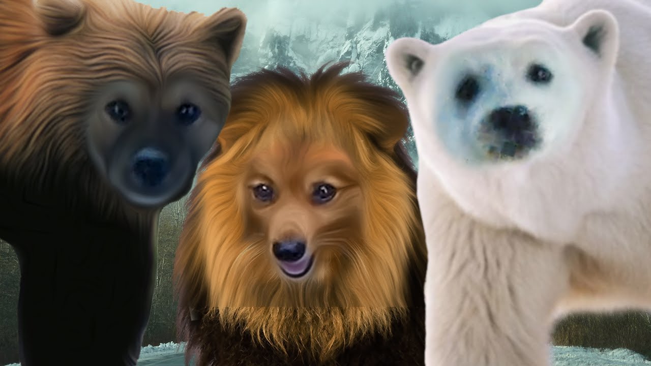 The Three Chosen Dogs! (PhuCat Vlog) YouTube