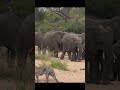 Keeping a safe distance #leopard #elephant #safari #wildlife #sabisands
