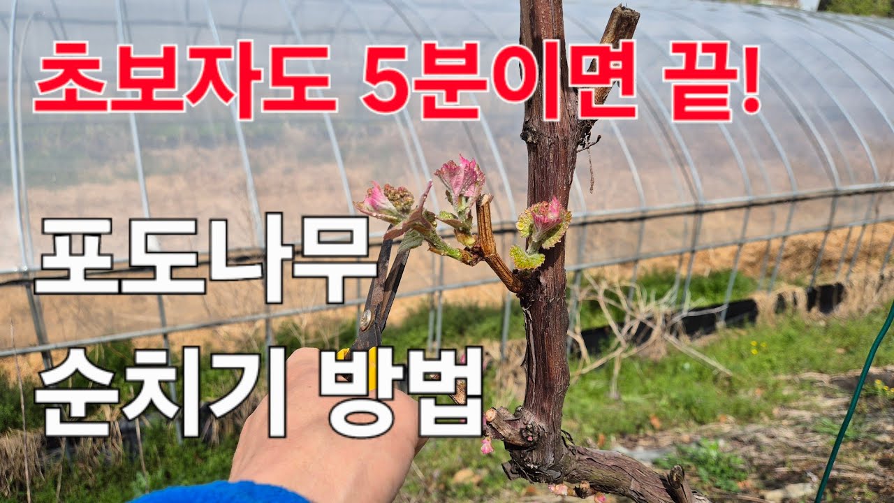 초보자도 쉬운 포도나무 순치기 방법. 