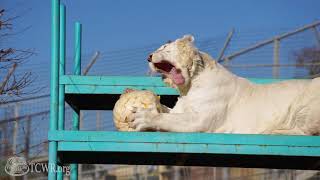 White Tigers and Cougar Go Crazy for Winter Pumpkin Treats at Turpentine Creek Wildlife Refuge