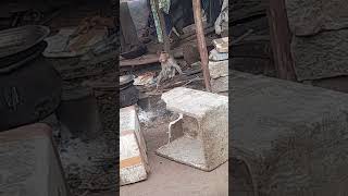 viral#short... Monkey Hungary# shot.... please save animals.. 🙏🙏