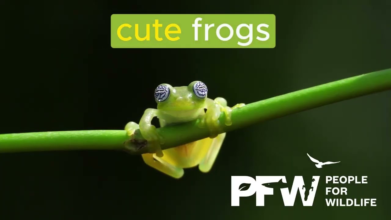 World Frog Day 2024