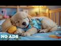 12 Hours of Dog Healing Music 🌿 Dog Calming Music ✨ Comforting Vibes to Ease Separation Anxiety