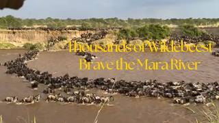 Experience the Great Migration | Dramatic Mara River Crossing in Kenya