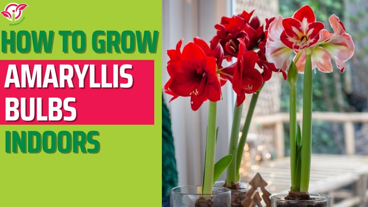 How to grow Amaryllis bulbs indoors YouTube