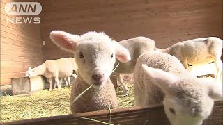 もふもふ生まれたて・・・マザー牧場　ヒツジ出産ピーク(19/02/23)