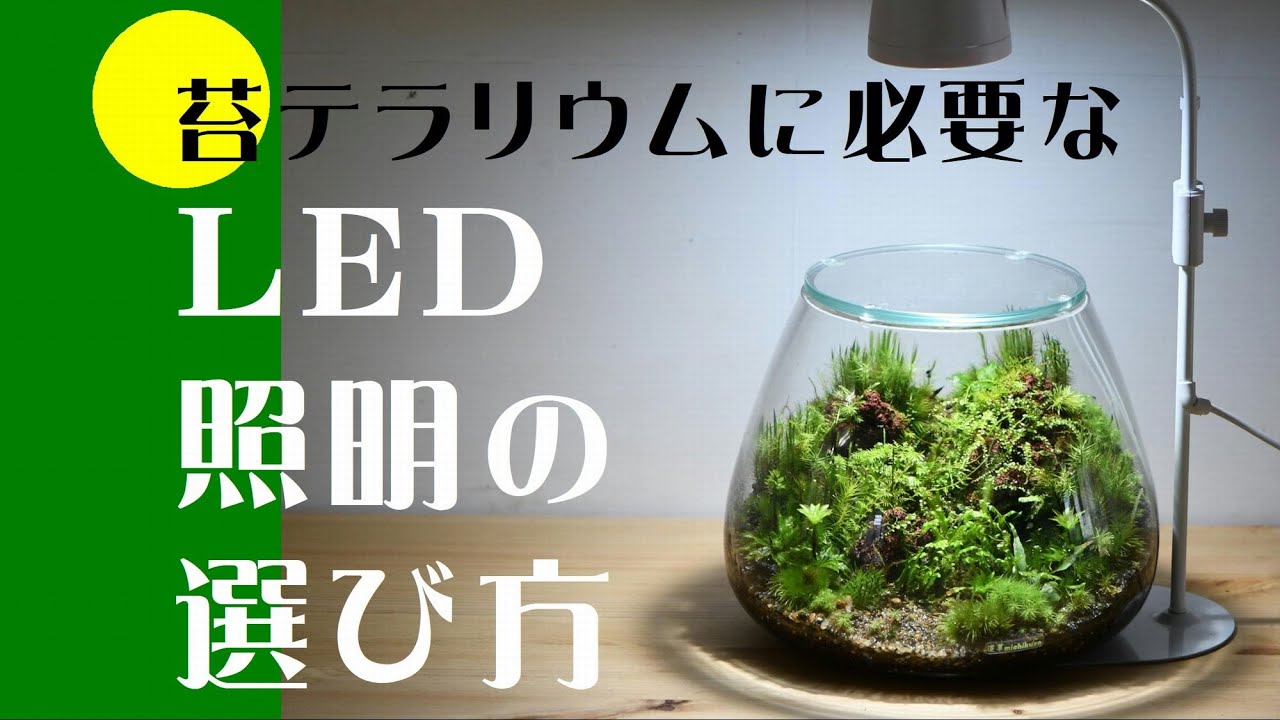 苔が好む明るさは 光不足はledライトで解消しよう 育て方解説 苔テラリウム専門サイト 道草michikusa 苔テラリウム 小さなコケの森 コケ商品の企画販売 ワークショップ