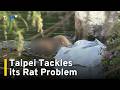Taipei Confronts Rising Rat Problem After Hantavirus Cases｜TaiwanPlus News