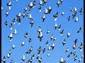 Bird Flu: Understanding Airborne Decay and Engineering Solutions