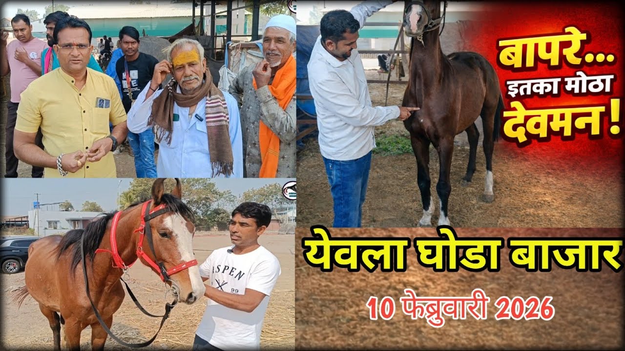 10 फेब्रुवारी 2026 येवला घोडा बाजार 🐎 #देवमन #नूकरा 