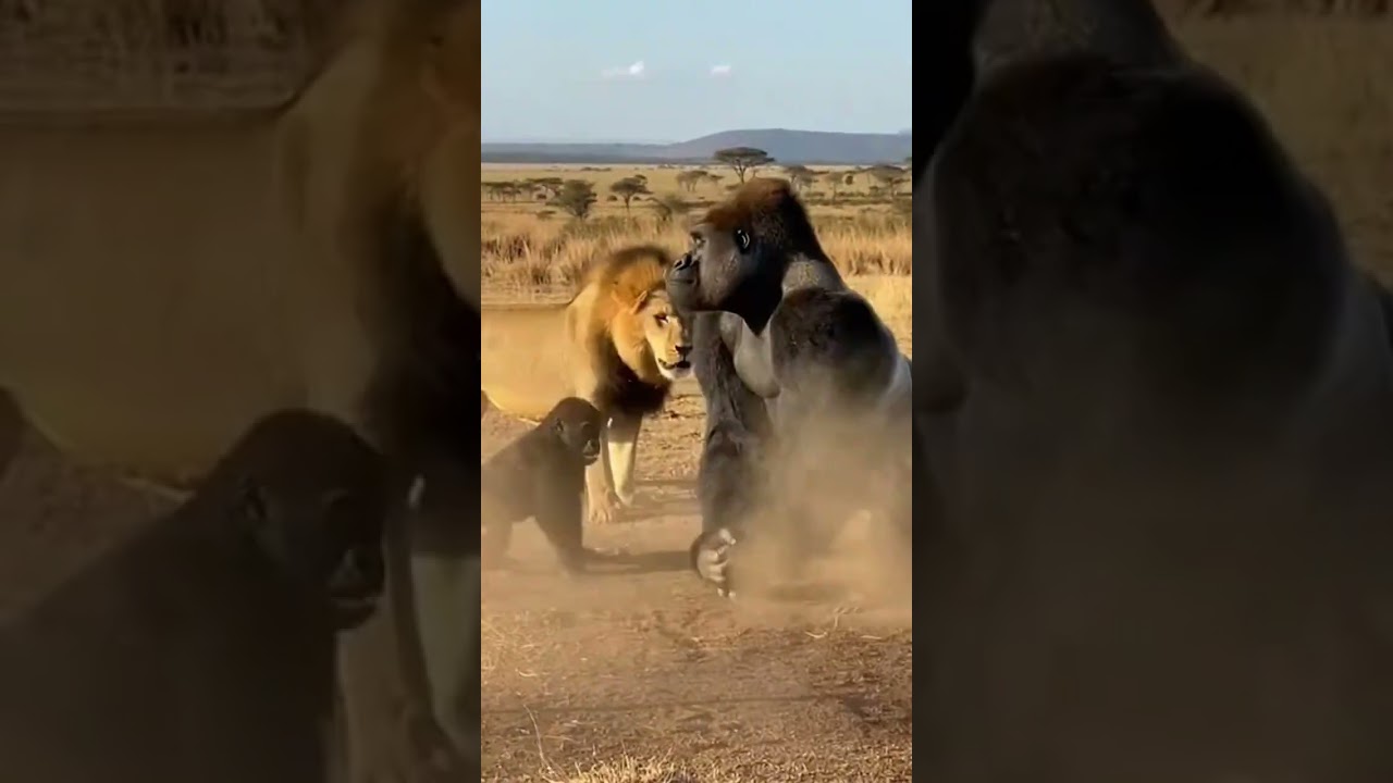 🦍 Silverback Gorilla Fights Lion Protecting Infant