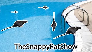 Swimming Rats