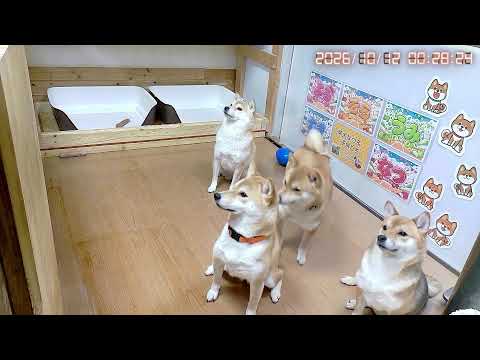柴犬スライドショー需要あり？｜なつファミリー昼後半LIVE配信【2026/10/11】