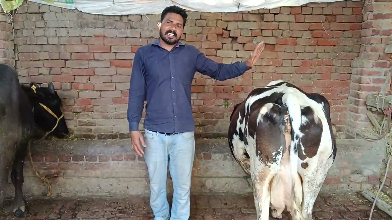 ਨਾਮ ਗੁਰਪ੍ਰੀਤ ਸਿੰਘ ਗੋਪੀ ਪਿੰਡ ਮਲੂਵਾਲ ਫੋਨ ਨੰਬਰ 7696646013