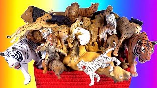 Узнать больших кошек Дикие коты льва 🦁 тигр 🐯 гепарда Leopard Zoo Животные Дикие животные