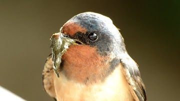 Barn Swallow - Nest Building