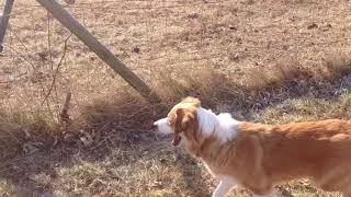Young English Shepherd Training Herding Sheep English Shepherd Herding Training